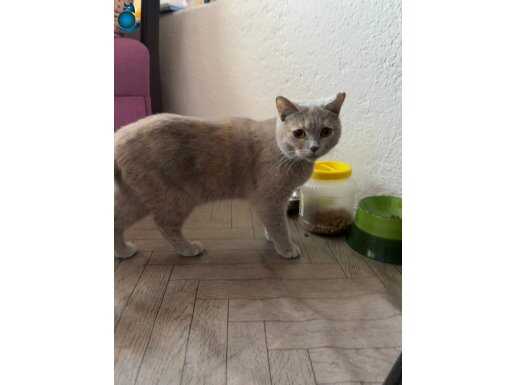 British Shorthair Yeni Yuvasını Bekliyor