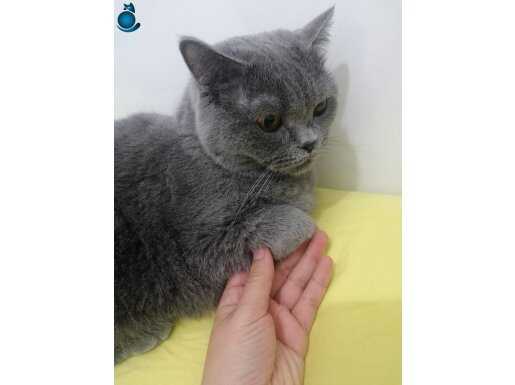Ankara Sincan’da Sosyal ve Oyuncu British Shorthair Roni