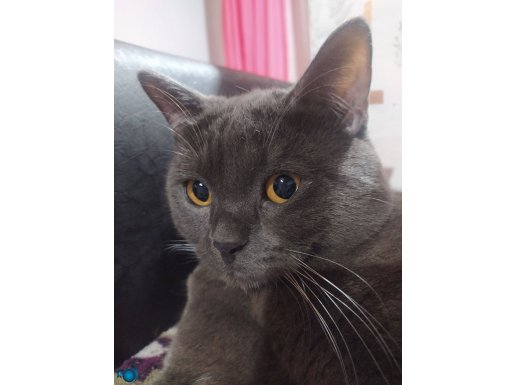 Maya yeni ailesini arıyor