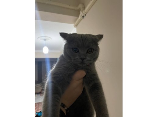 6 aylık çok sevimli dişi uysal sevecendir . Yuvasını arıyor