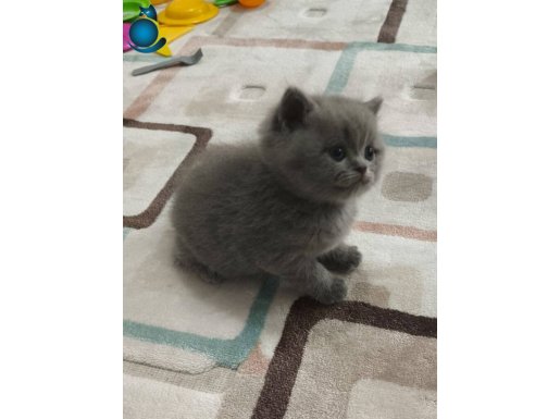 Safkan British shorthair yavruları 