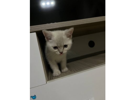 Mavi Gözlü British Blue Point Colorpoint Shorthair