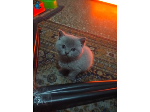 Safkan British Shorthair Yavruları - Sosyal ve Oyuncu Karakterli