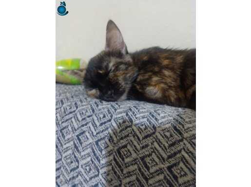 Acil sahiplenirme acil