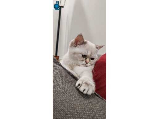 British shorthair color point 