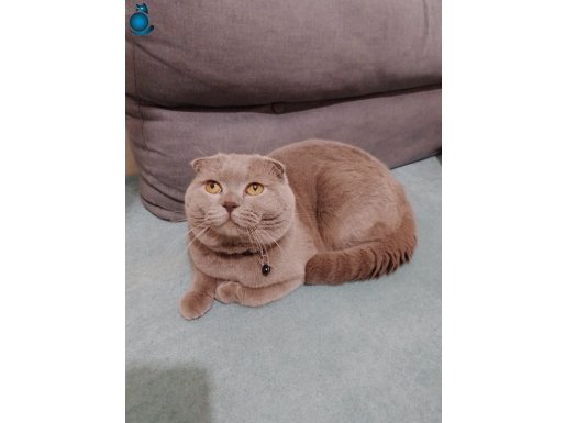 Orijinal Safkan Scottish Fold: Sakin Karakterli ve Ev Düzenine Alışkın