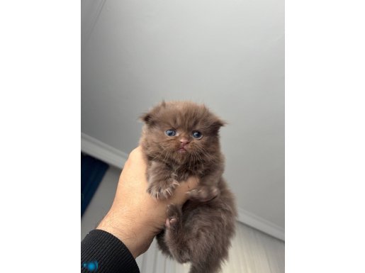 Pufuduk sütten kesildi özel ve güzel yavrumuz sahiplendirile