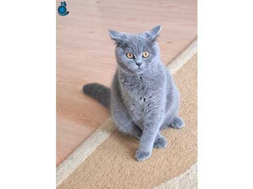 Sevecen uysal ve doğurgan. 