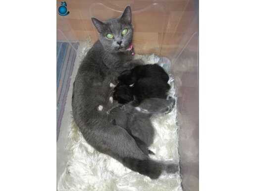 Kocaeli british bebekler var ilgilenen dm yazsın