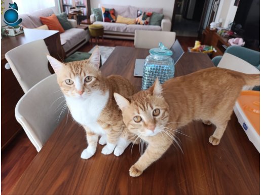 İki Kalp, Tek Yuva: Tarçın & Sütlaç Yeni Yuvasını Arıyor