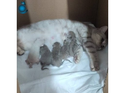 Anne British baba Scottish 