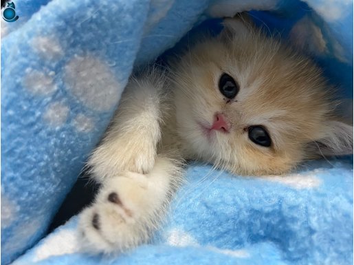 British Shorthair Golden Safkan