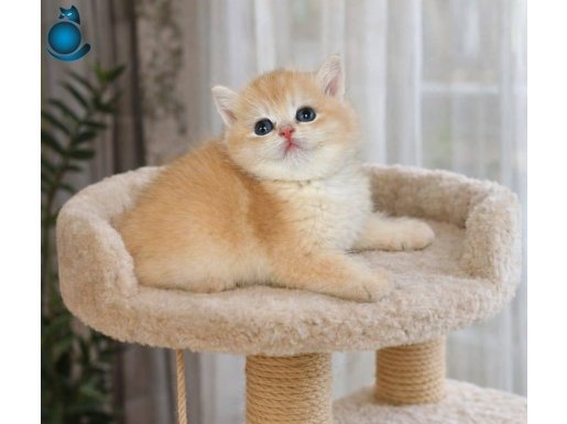 1.5 aylık Golden British Shorthair