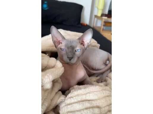 Kadife Derili Mavi Gözlü Safkan Sphynx Erkek 1.5 Yaşında