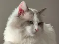SAFKAN RAGDOLL BLUE BI COLOR 5 ADET YAVRU YENİ YUVAYA HAZIR