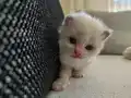 SAFKAN RAGDOLL BLUE BI COLOR 5 ADET YAVRU YENİ YUVAYA HAZIR