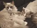 SAFKAN RAGDOLL BLUE BI COLOR 5 ADET YAVRU YENİ YUVAYA HAZIR