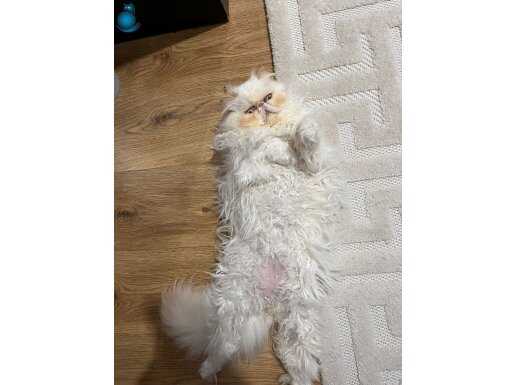 Safkan İran Kedisi - Karma ve Parazit Uygulamalı