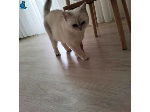 Bursa Gemlik 1 Yaşında British Shorthair Şeker