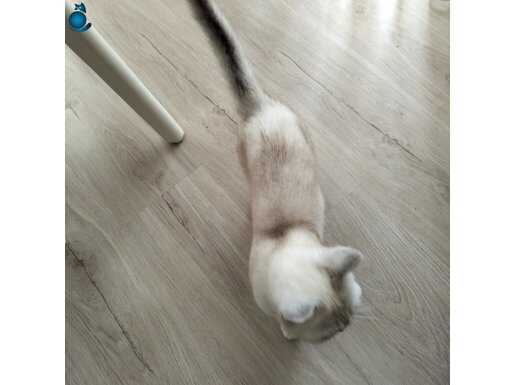 Bursa Gemlik Şeker - Uysal ve Karakterli British Shorthair