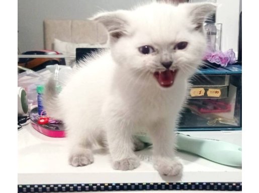 Mavi Gözlü British Shorthair Blue Point Yavrusu - Tam Setli