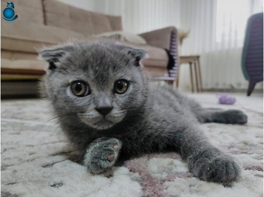 safkan Sccottisf fold 3 aylık bebiş