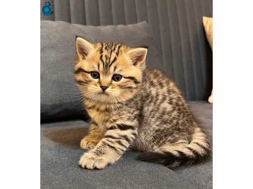 Pofuduk British ve Scottish Yavrular: Evinizin Yeni Neşesi Burada