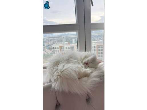 Beyaz Asalet 1 Yaşında Uysal British Longhair Prensesi
