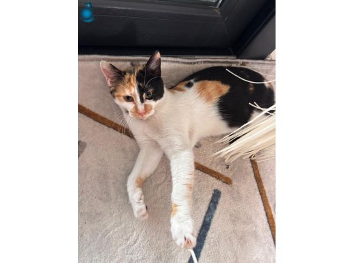 Acil Sahiplendirme - Sevgi Dolu bir Yuva Arıyoruz