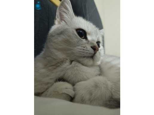6 aylık Dişi Gri British Shorthair