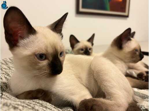 Safkan Siyam Yavrusu Tuvalet Eğitimli Oyuncu Erkek 