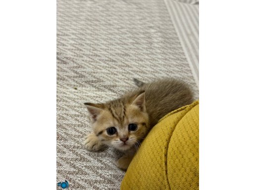 Ömürlük yuvalarını arayan yavrularımız