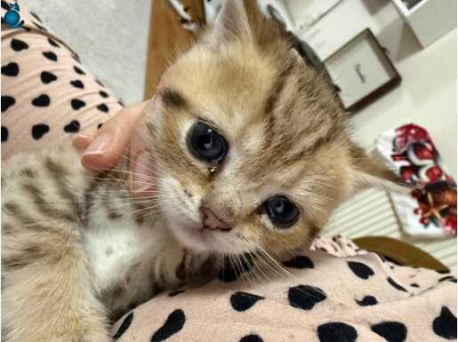Bakışlarıyla Büyüleyen Safkan British Shorthair Yavruları 