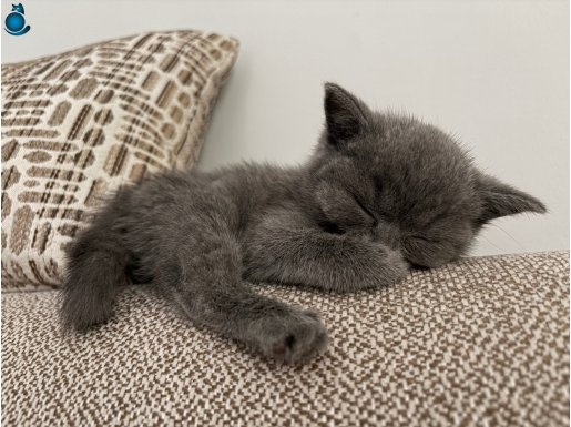 Beyoğlu’nda Sosyal ve Eğitimli British Shorthair Yavrusu