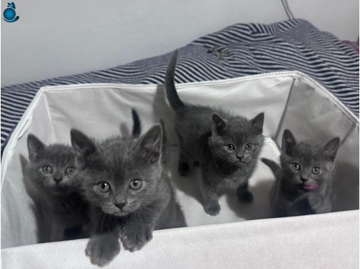Safkan Russian Blue Mavisi: Rezerveye Açık Üç Küçük Prens