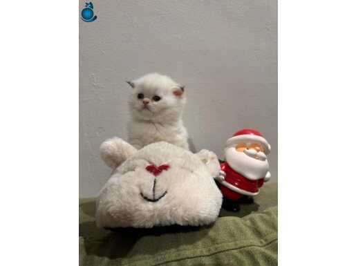 British Shorthair Blue Point - Ev Ortamında Doğan Sosyal Dişi Yavru