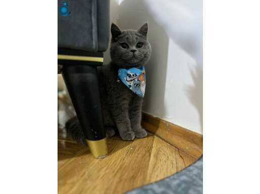 Göz Kamaştıran Orijinal British Shorthair Yavrusu