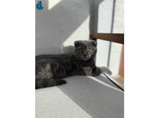 Gümüş Gri Kulak Yapısıyla Büyüleyen Uysal Scottish Fold Yavrusu