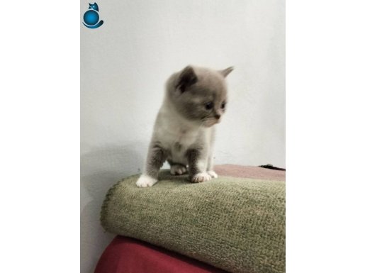 Anne baba british sağlıklı kedi 3 kedi 2aylk olnca verilecek