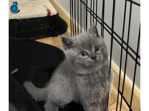 Scottish-British Melezi Gri Yavrular