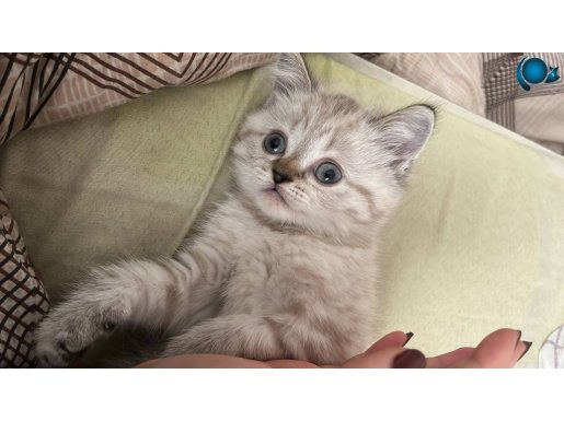 Boncuk Gözlü Silver Point: Sınav Dönemi İçin Sıcacık Bir Yuva Arıyor