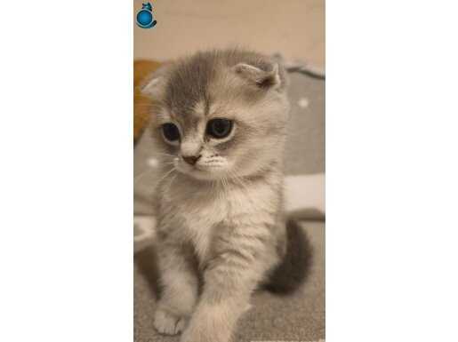 Scottish fold yavruları