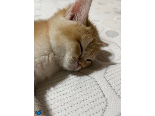 Yuva Bekleyen Sosyal British Shorthair