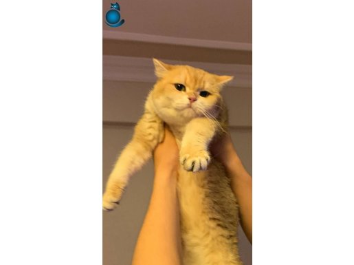 British Golden Bal kızımıza Yuva SAHİPLENDİRME