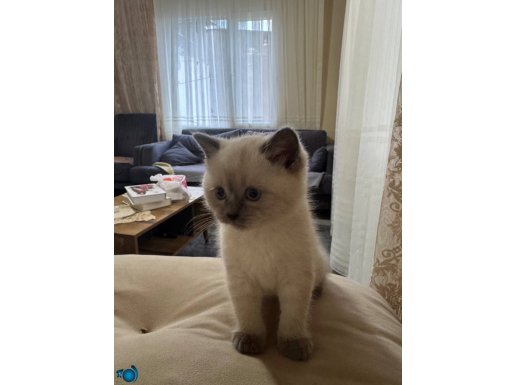 Sosyal ve Tuvalet Eğitimi Hazır British Shorthair