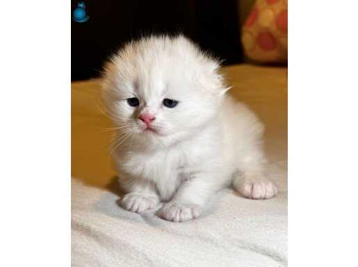 Ay Suratlı Uzun Tüylü Scottish Fold Yavrularımız