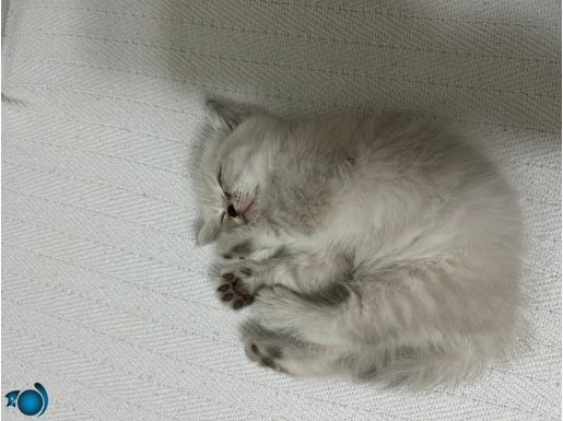 İzmir Konak Mavi Gözlü British Shorthair Blue Point Yavru