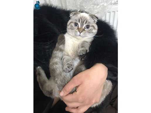 Sosyal ve Huzur Odaklı Scottish Fold