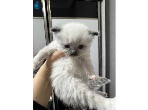 Ev Ortamında Yetişmiş Maskeli Safkan Ragdoll Yavruları