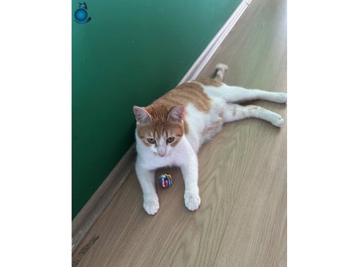 Kızım lora için bir yuva arıyorum